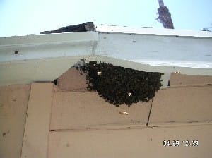 swarm eave 1 unsmushed https://www.brightonhoney.com
