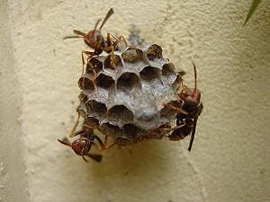 wasps in nest 1 unsmushed https://www.brightonhoney.com