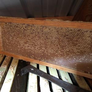 full frame of honey