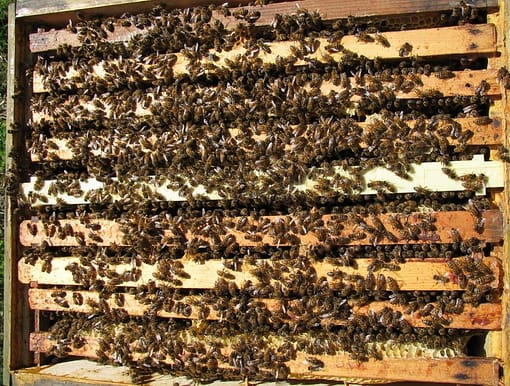 healthy hive www.brightonhoney.com