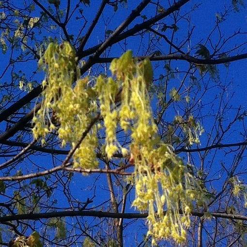 sugar maple blossom