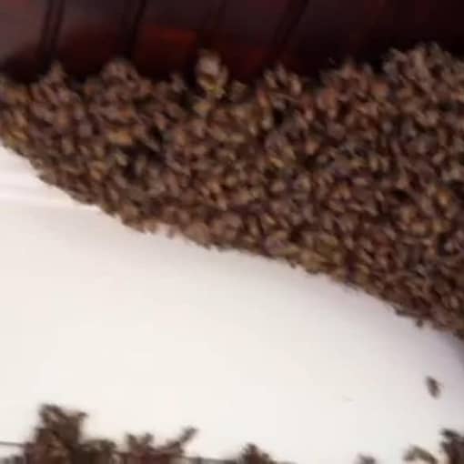 honeybee swarm brighton ny - brightonhoney.com
