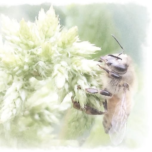 honeybee on callaloo watercolor
