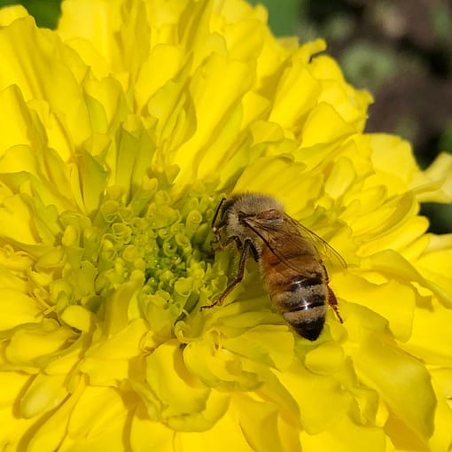 honeybee on marigold brightonhoney.com