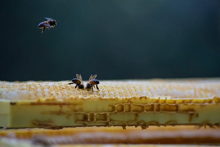 Honey bees on comb brightonhoney.com
